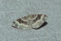 Epirrhoe alternata