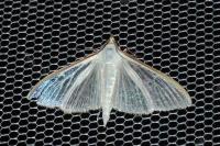 Palpita vitrealis