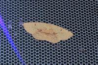 Cyclophora puppillaria