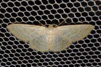 Idaea subsericeata