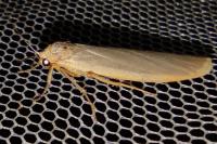 Manulea complana
