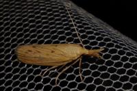 Ematheudes punctella