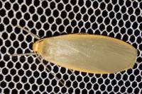 Collita griseola
