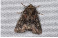Apamea illyria