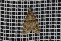 Eudonia mercurella