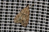 Eudonia mercurella