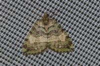 Hydriomena furcata
