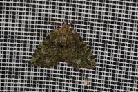 Hydriomena furcata