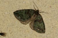 Hydriomena furcata