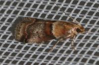 Acrobasis repandana