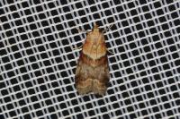 Acrobasis repandana