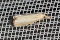 Agriphila straminella