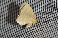 Euchoeca nebulata