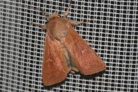 Mythimna ferrago