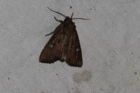Mesapamea secalella/secalis