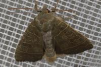 Ipimorpha subtusa