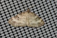 Pterapherapteryx sexalata