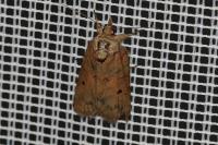 Nycteola revayana