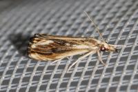 Catoptria verellus