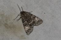 Acronicta megacephala