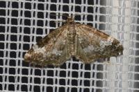 Perizoma alchemillata