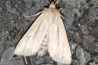 Mythimna impura