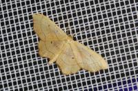 Idaea emarginata