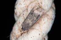 Agrotis ipsilon