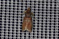Acrobasis advenella
