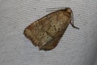 Photedes minima