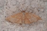Idaea ochrata