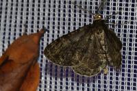 Deileptenia ribeata