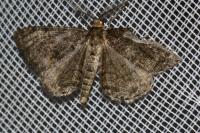 Deileptenia ribeata