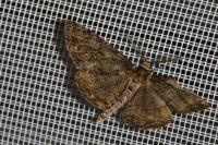Deileptenia ribeata