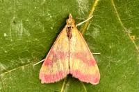 Pyrausta virginalis