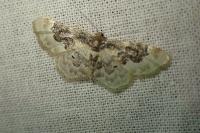 Idaea rusticata