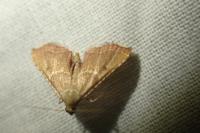 Endotricha flammealis
