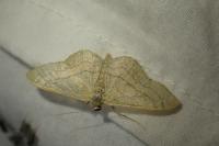 Idaea aversata