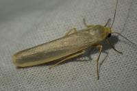 Manulea complana