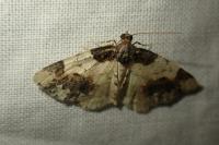 Ligdia adustata