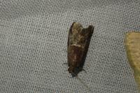 Acrobasis marmorea