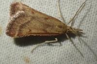 Synaphe punctalis