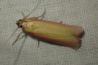 Oncocera semirubella