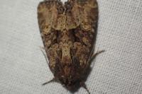 Mesapamea secalella/secalis