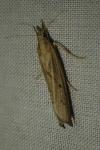 Pediasia contaminella