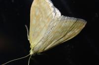 Sitochroa verticalis