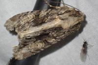 Apamea monoglypha monoglypha