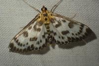 Anania hortulata