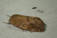 Cosmia pyralina