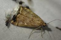 Loxostege sticticalis